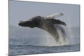 Humpback Whale (Megaptera Novaeangliae) Adult Breaching, Vancouver Island, British Columbia-Bertie Gregory-Mounted Photographic Print