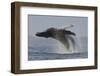 Humpback Whale (Megaptera Novaeangliae) Adult Breaching, Vancouver Island, British Columbia-Bertie Gregory-Framed Photographic Print