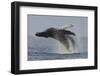 Humpback Whale (Megaptera Novaeangliae) Adult Breaching, Vancouver Island, British Columbia-Bertie Gregory-Framed Photographic Print