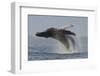 Humpback Whale (Megaptera Novaeangliae) Adult Breaching, Vancouver Island, British Columbia-Bertie Gregory-Framed Photographic Print