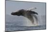 Humpback Whale (Megaptera Novaeangliae) Adult Breaching, Vancouver Island, British Columbia-Bertie Gregory-Mounted Photographic Print