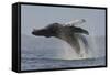 Humpback Whale (Megaptera Novaeangliae) Adult Breaching, Vancouver Island, British Columbia-Bertie Gregory-Framed Stretched Canvas