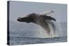 Humpback Whale (Megaptera Novaeangliae) Adult Breaching, Vancouver Island, British Columbia-Bertie Gregory-Stretched Canvas