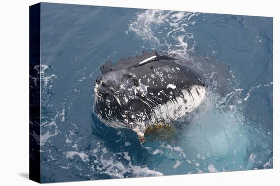 Humpback Whale (Megaptera novaeangliae) adult, close-up of head, spyhopping, on migration-Andrew Forsyth-Stretched Canvas