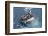 Humpback Whale (Megaptera novaeangliae) adult, close-up of head, spyhopping, on migration-Andrew Forsyth-Framed Photographic Print