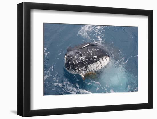 Humpback Whale (Megaptera novaeangliae) adult, close-up of head, spyhopping, on migration-Andrew Forsyth-Framed Photographic Print