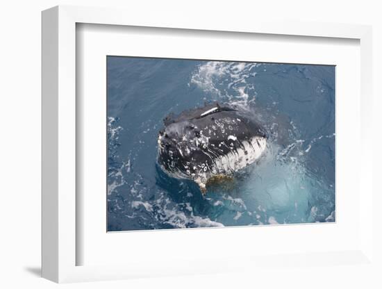 Humpback Whale (Megaptera novaeangliae) adult, close-up of head, spyhopping, on migration-Andrew Forsyth-Framed Photographic Print