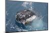 Humpback Whale (Megaptera novaeangliae) adult, close-up of head, spyhopping, on migration-Andrew Forsyth-Mounted Photographic Print