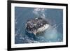 Humpback Whale (Megaptera novaeangliae) adult, close-up of head, spyhopping, on migration-Andrew Forsyth-Framed Photographic Print