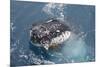 Humpback Whale (Megaptera novaeangliae) adult, close-up of head, spyhopping, on migration-Andrew Forsyth-Mounted Photographic Print