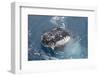 Humpback Whale (Megaptera novaeangliae) adult, close-up of head, spyhopping, on migration-Andrew Forsyth-Framed Premium Photographic Print