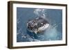 Humpback Whale (Megaptera novaeangliae) adult, close-up of head, spyhopping, on migration-Andrew Forsyth-Framed Photographic Print