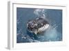 Humpback Whale (Megaptera novaeangliae) adult, close-up of head, spyhopping, on migration-Andrew Forsyth-Framed Photographic Print