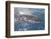 Humpback Whale (Megaptera novaeangliae) adult, close-up of head, surfacing, on migration-Andrew Forsyth-Framed Photographic Print