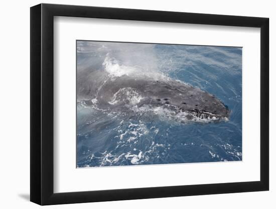 Humpback Whale (Megaptera novaeangliae) adult, close-up of head, surfacing, on migration-Andrew Forsyth-Framed Photographic Print