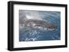 Humpback Whale (Megaptera novaeangliae) adult, close-up of head, surfacing, on migration-Andrew Forsyth-Framed Photographic Print