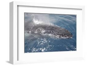Humpback Whale (Megaptera novaeangliae) adult, close-up of head, surfacing, on migration-Andrew Forsyth-Framed Photographic Print