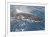 Humpback Whale (Megaptera novaeangliae) adult, close-up of head, surfacing, on migration-Andrew Forsyth-Framed Photographic Print