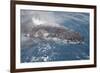 Humpback Whale (Megaptera novaeangliae) adult, close-up of head, surfacing, on migration-Andrew Forsyth-Framed Photographic Print