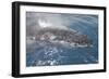 Humpback Whale (Megaptera novaeangliae) adult, close-up of head, surfacing, on migration-Andrew Forsyth-Framed Photographic Print