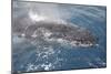 Humpback Whale (Megaptera novaeangliae) adult, close-up of head, surfacing, on migration-Andrew Forsyth-Mounted Photographic Print