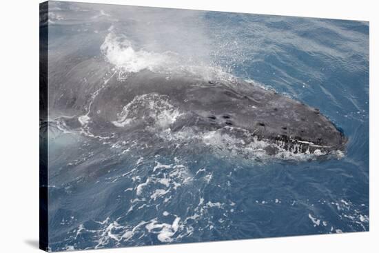 Humpback Whale (Megaptera novaeangliae) adult, close-up of head, surfacing, on migration-Andrew Forsyth-Stretched Canvas