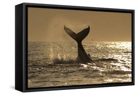 Humpback Whale (Megaptera novaeangliae) adult, offshore Port St. Johns-Colin Marshall-Framed Stretched Canvas