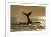 Humpback Whale (Megaptera novaeangliae) adult, offshore Port St. Johns-Colin Marshall-Framed Photographic Print