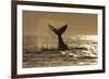 Humpback Whale (Megaptera novaeangliae) adult, offshore Port St. Johns-Colin Marshall-Framed Photographic Print