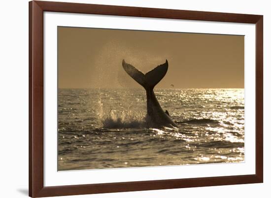 Humpback Whale (Megaptera novaeangliae) adult, offshore Port St. Johns-Colin Marshall-Framed Photographic Print