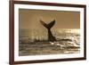 Humpback Whale (Megaptera novaeangliae) adult, offshore Port St. Johns-Colin Marshall-Framed Photographic Print