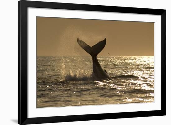 Humpback Whale (Megaptera novaeangliae) adult, offshore Port St. Johns-Colin Marshall-Framed Photographic Print