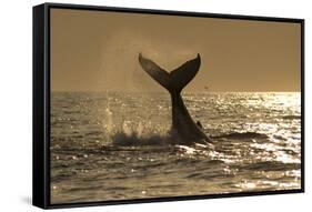 Humpback Whale (Megaptera novaeangliae) adult, offshore Port St. Johns-Colin Marshall-Framed Stretched Canvas