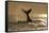 Humpback Whale (Megaptera novaeangliae) adult, offshore Port St. Johns-Colin Marshall-Framed Stretched Canvas