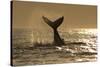 Humpback Whale (Megaptera novaeangliae) adult, offshore Port St. Johns-Colin Marshall-Stretched Canvas
