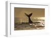 Humpback Whale (Megaptera novaeangliae) adult, offshore Port St. Johns-Colin Marshall-Framed Photographic Print