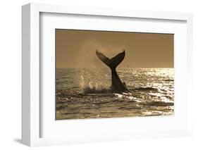 Humpback Whale (Megaptera novaeangliae) adult, offshore Port St. Johns-Colin Marshall-Framed Photographic Print