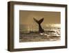 Humpback Whale (Megaptera novaeangliae) adult, offshore Port St. Johns-Colin Marshall-Framed Premium Photographic Print