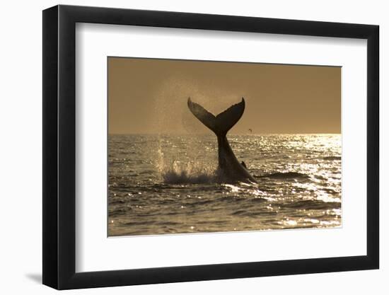 Humpback Whale (Megaptera novaeangliae) adult, offshore Port St. Johns-Colin Marshall-Framed Premium Photographic Print