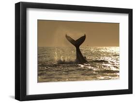 Humpback Whale (Megaptera novaeangliae) adult, offshore Port St. Johns-Colin Marshall-Framed Premium Photographic Print