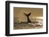 Humpback Whale (Megaptera novaeangliae) adult, offshore Port St. Johns-Colin Marshall-Framed Premium Photographic Print