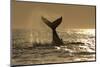 Humpback Whale (Megaptera novaeangliae) adult, offshore Port St. Johns-Colin Marshall-Mounted Premium Photographic Print