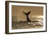 Humpback Whale (Megaptera novaeangliae) adult, offshore Port St. Johns-Colin Marshall-Framed Photographic Print