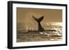 Humpback Whale (Megaptera novaeangliae) adult, offshore Port St. Johns-Colin Marshall-Framed Photographic Print