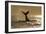 Humpback Whale (Megaptera novaeangliae) adult, offshore Port St. Johns-Colin Marshall-Framed Photographic Print