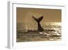 Humpback Whale (Megaptera novaeangliae) adult, offshore Port St. Johns-Colin Marshall-Framed Photographic Print