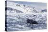 Humpback Whale (Megaptera Novaeangliae), Adult Spy-Hopping in Cierva Cove, Antarctica-Michael Nolan-Stretched Canvas