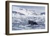 Humpback Whale (Megaptera Novaeangliae), Adult Spy-Hopping in Cierva Cove, Antarctica-Michael Nolan-Framed Photographic Print