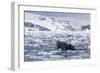 Humpback Whale (Megaptera Novaeangliae), Adult Spy-Hopping in Cierva Cove, Antarctica-Michael Nolan-Framed Photographic Print