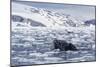 Humpback Whale (Megaptera Novaeangliae), Adult Spy-Hopping in Cierva Cove, Antarctica-Michael Nolan-Mounted Photographic Print